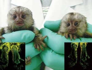 adorabili marmosette Bambini pronti per l'adozione delle loro nuove case            