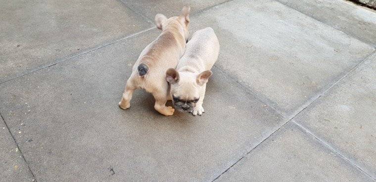 BOULEDOGUE FRANCESE CUCCIOLATA BIANCO NERI E NERI 