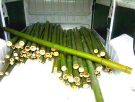  Vendo  canne di bambù bambu con diametro da 1 cm. fino a 10 cm. 