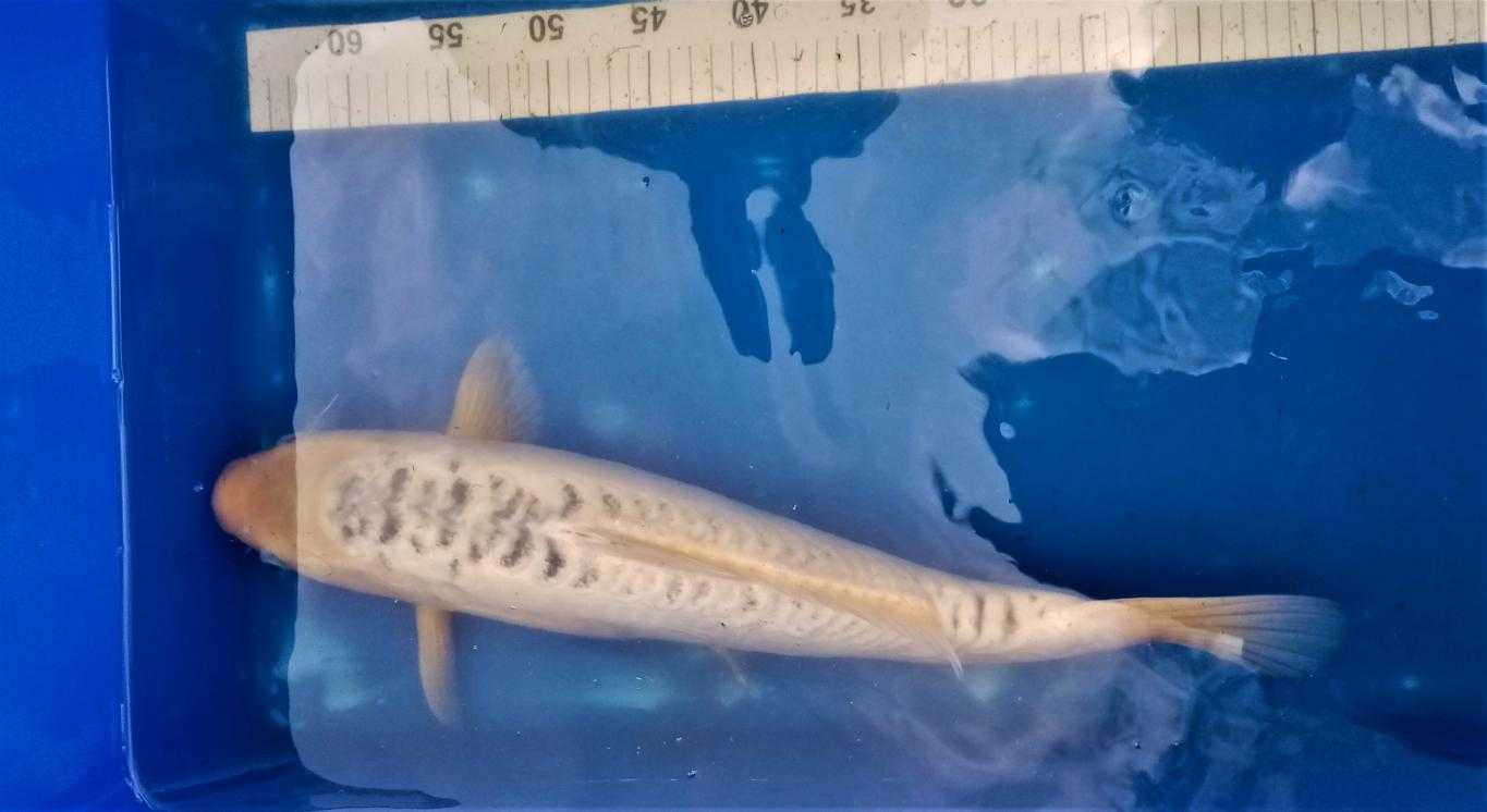 Vendo carpe koi 50 cm