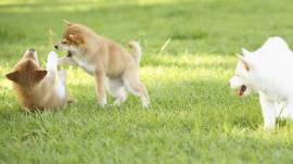 SHIBA INU CUCCIOLI BIANCO ARANCIO ORIGINALI