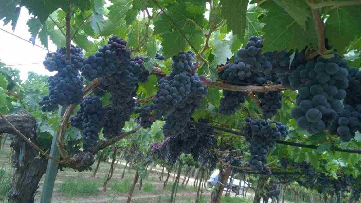 Uva da vino Montepulciano, Lambrusco, Greco di Tufo