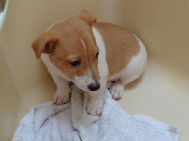  CUCCIOLI JACK RUSSELL PELO DURO