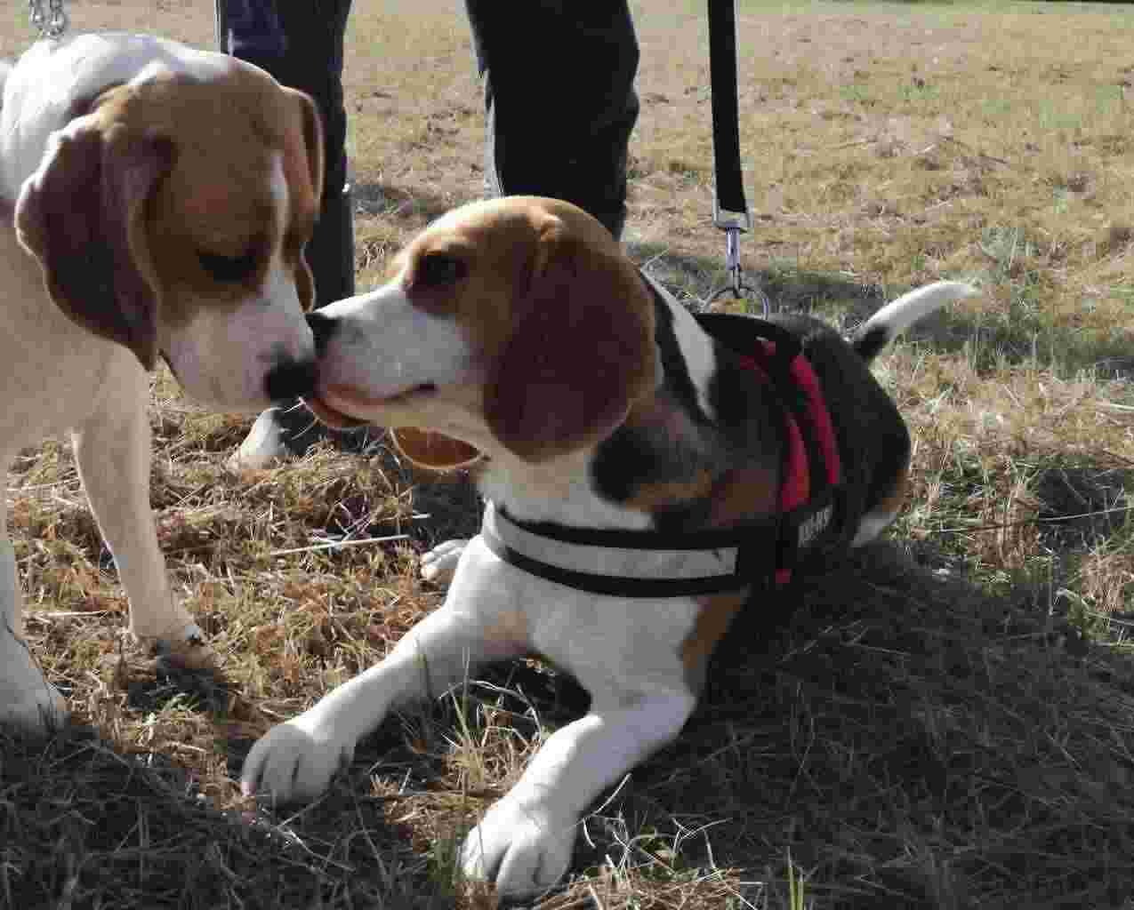 Beagle disponibile per accoppiamento.