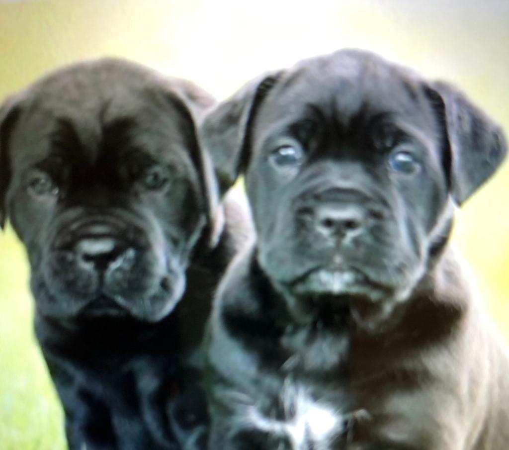 Cuccioli di cane corso