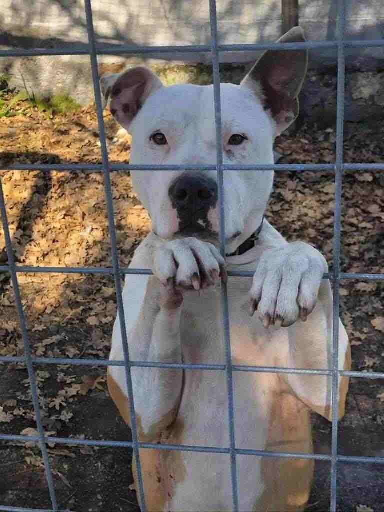 DORA, BELLISSIMA AMSTAFF DI UN 1 ANNO, CERCA CASA