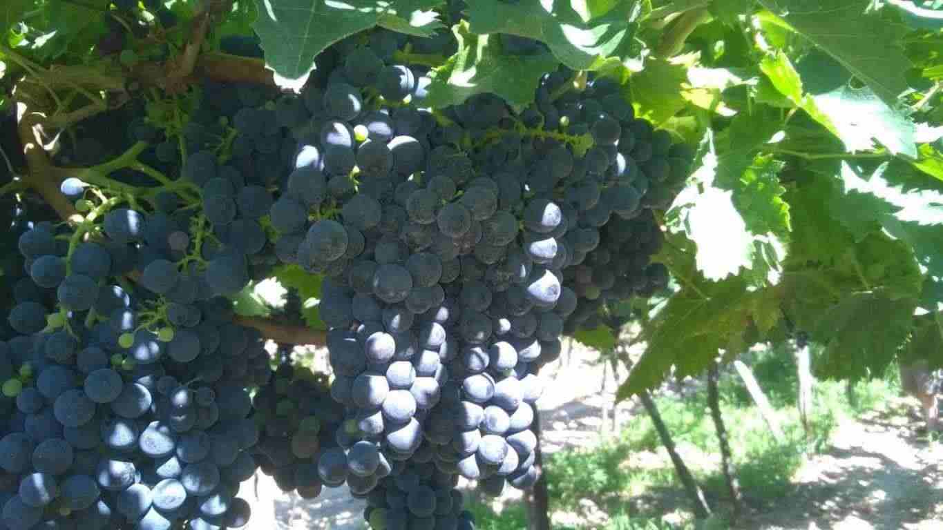 Uva Montepulciano d'Abruzzo, Sangiovese, lambrusco, Greco di
