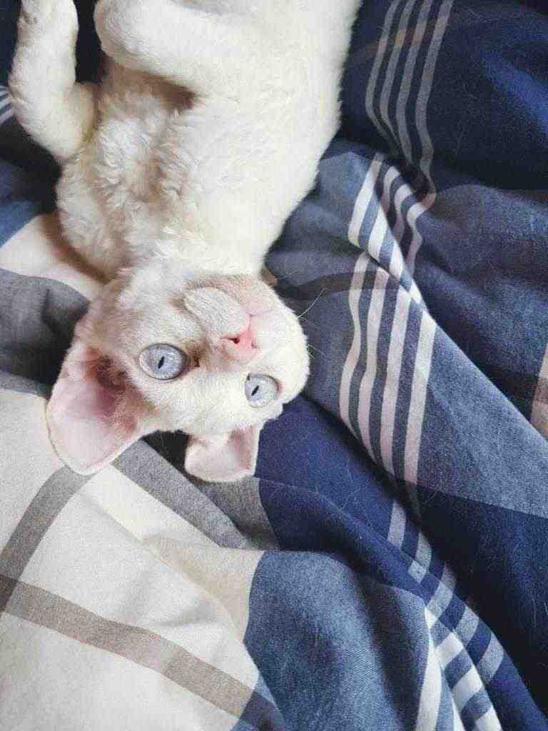 Devon Rex gatta adulta