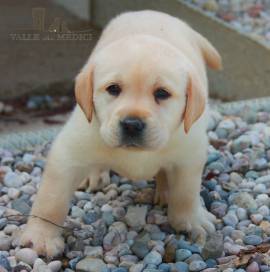 !! CUCCIOLATA DEI CANI DI GIOIA LABRDOR@.(1)