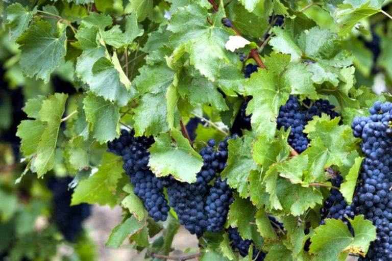 Uva da Vino siciliana Nero d'Avola, Inzolia, Trebbiano