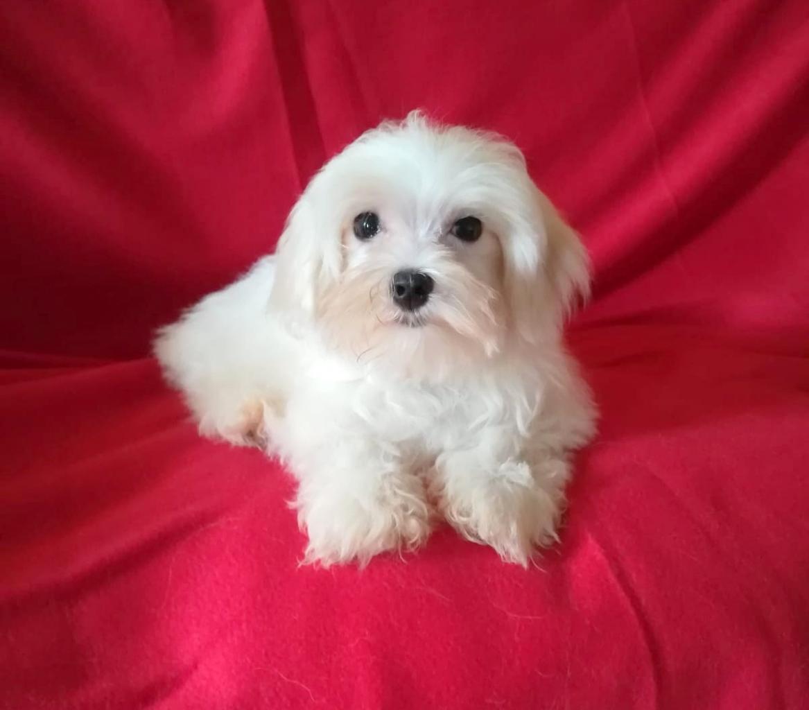 Maltese, cucciolo maschio di taglia piccola