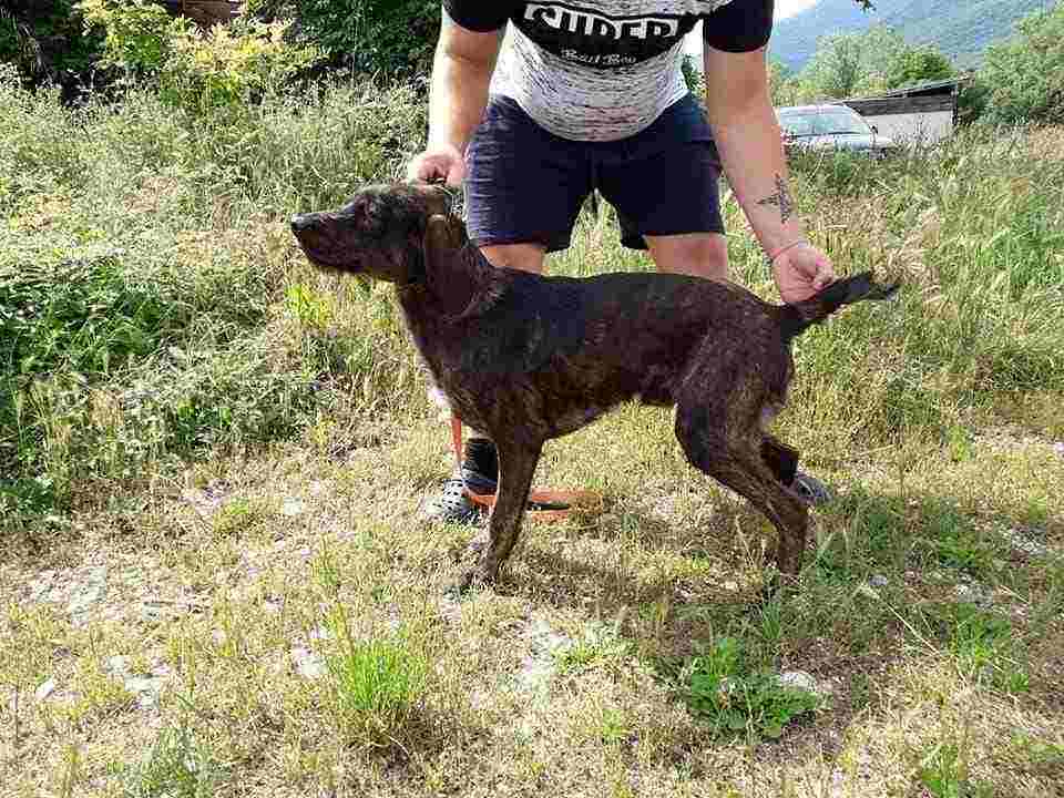 segugio maremmano ottimo tracciatore e capo muta sul cinghiale 