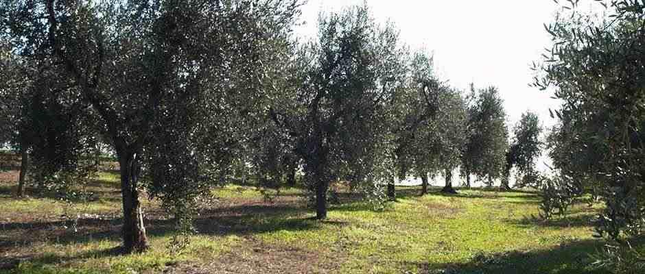 Agro di Palo del Colle 