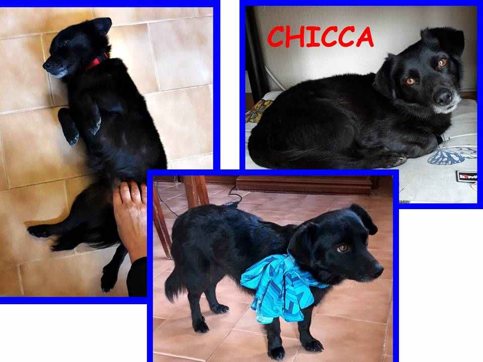 CHICCA adorabile piccolina meno di 3anni e solo 7kg