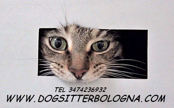 Cat sitter Bologna (la pensione in casa) tel 3474236932