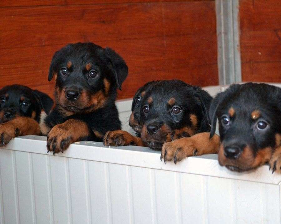 vendo cuccioli di rottweiler