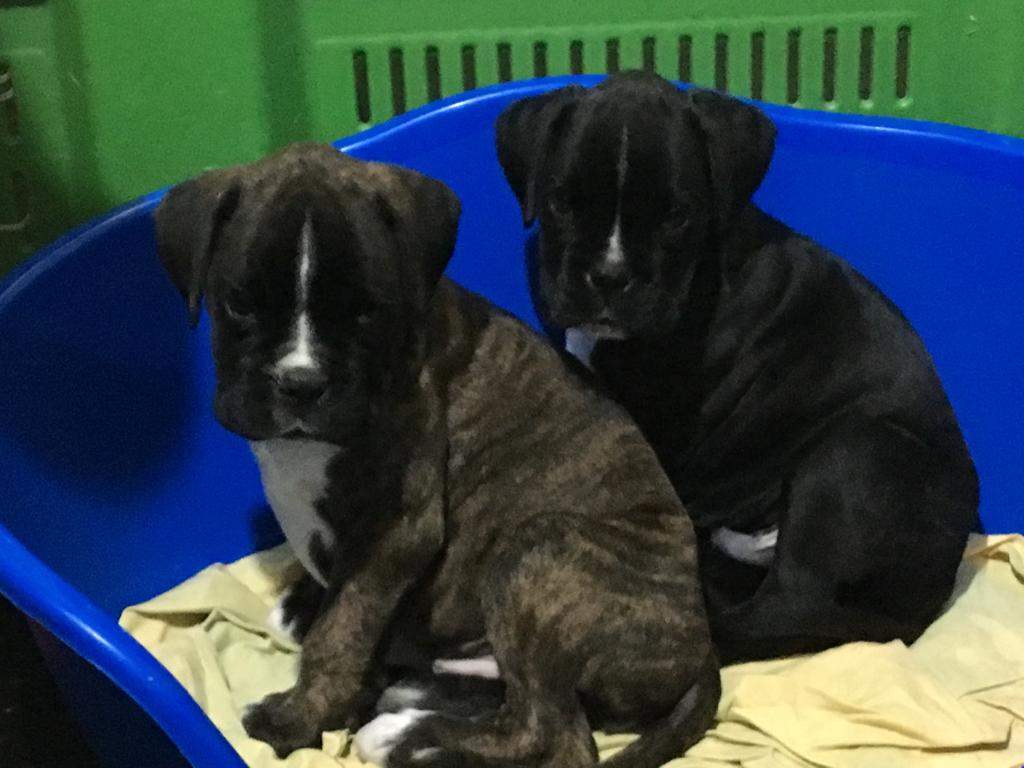 vendesi cuccioli di Boxer tigrati,