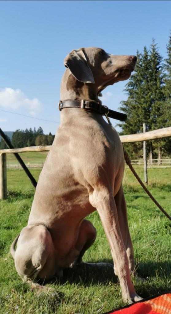 Weimaraner Maschio disponibile per Monta