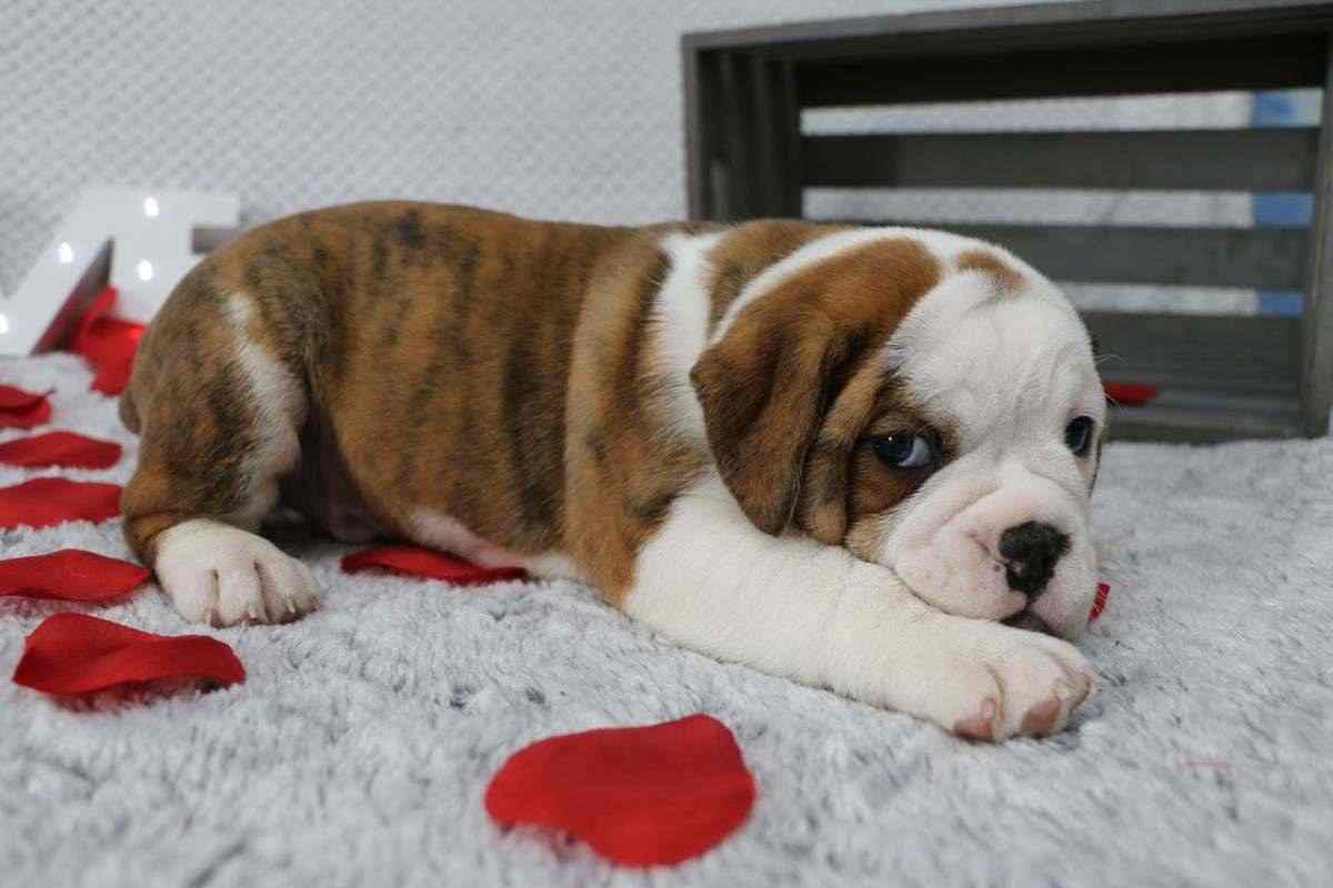 CUCCIOLI DI BULLDOG INGLESE