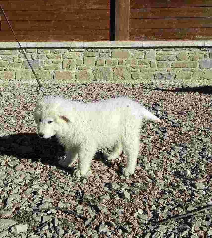 Cane da Pastore Maremmano Abruzzese