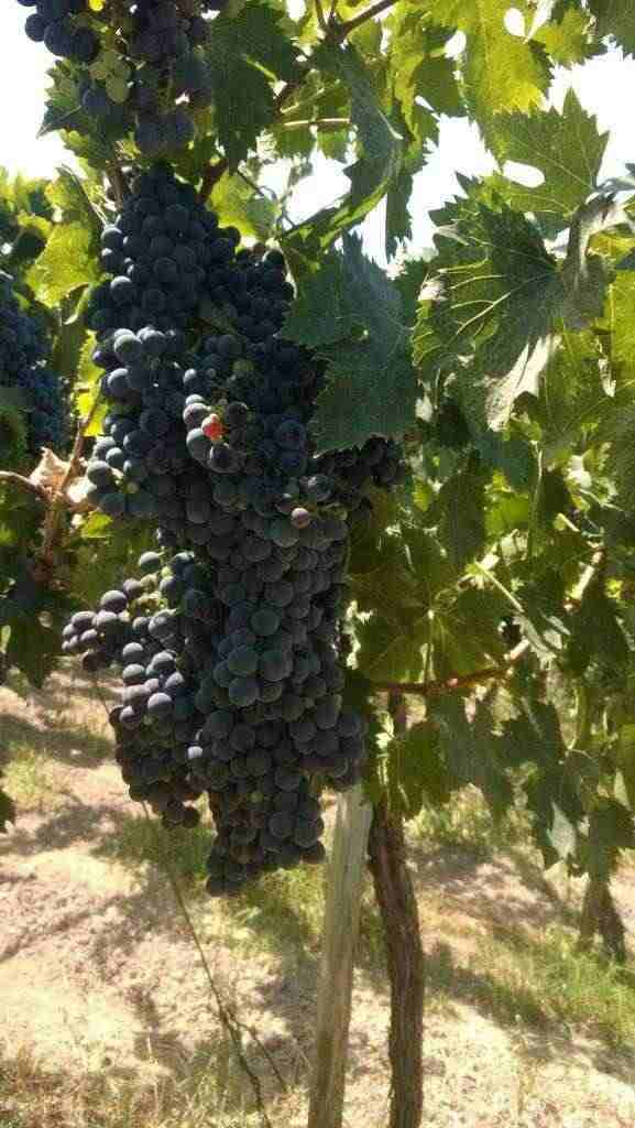Uva da vino a bacca rossa e bianca (Montepulciano,lambrusco,trebiano)