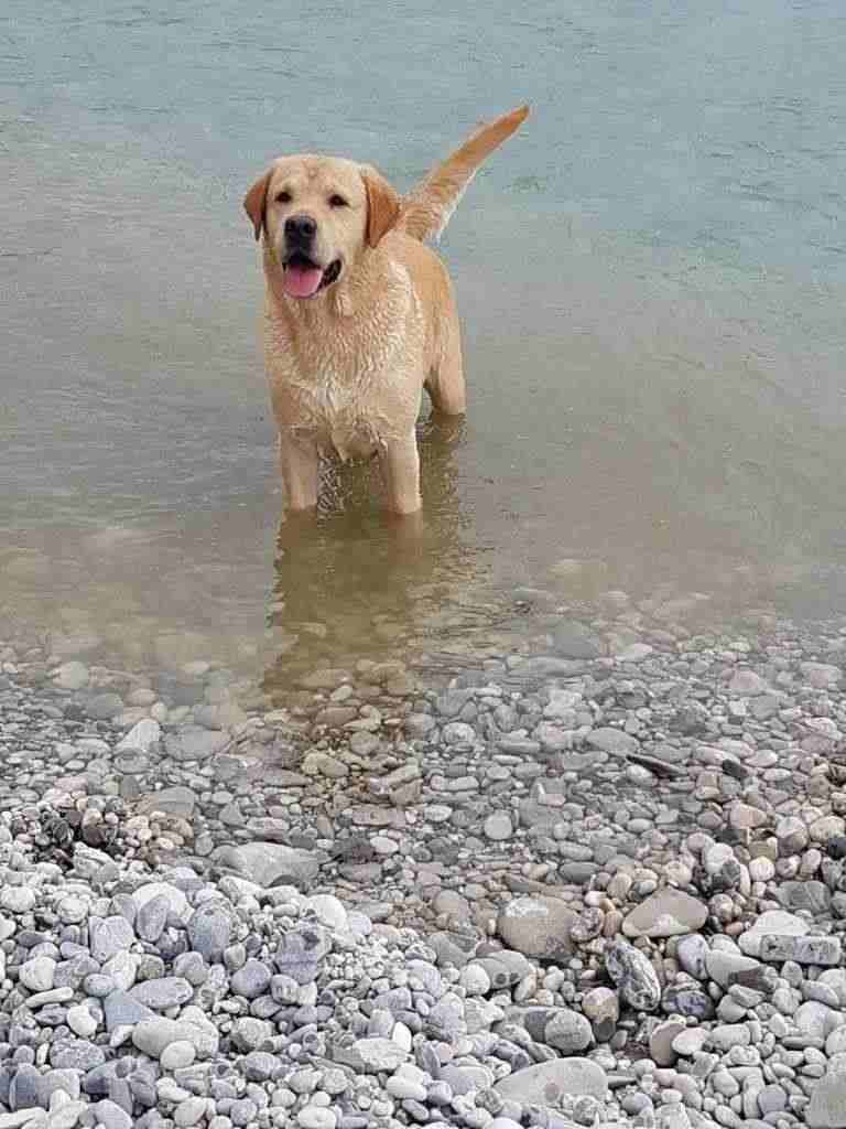 Labrador Retriever per Accoppiamento