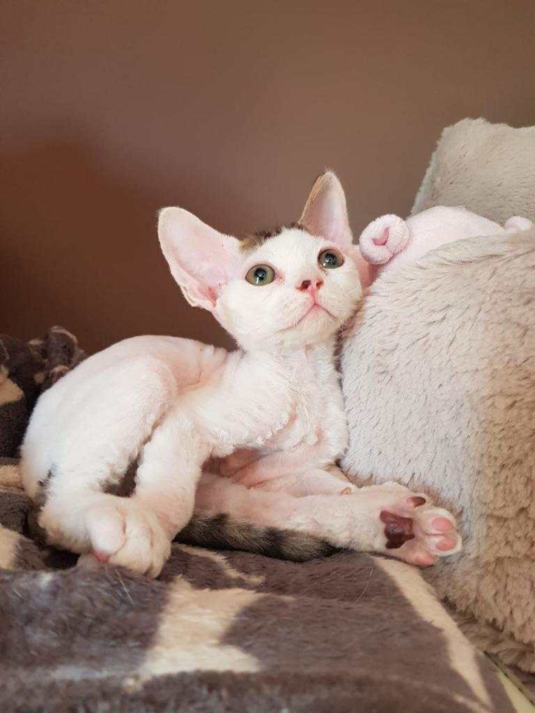 Devon Rex gattini maschi