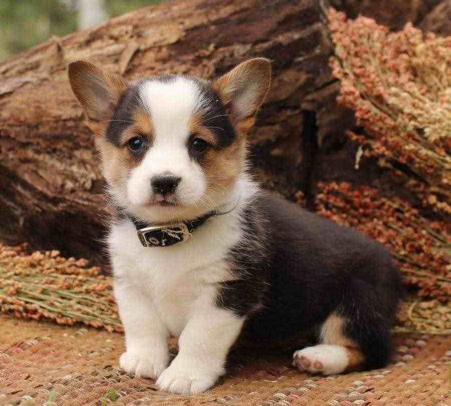 cuccioli welsh corgi pembroke