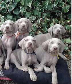 Splendidi cuccioli di Weimaraner