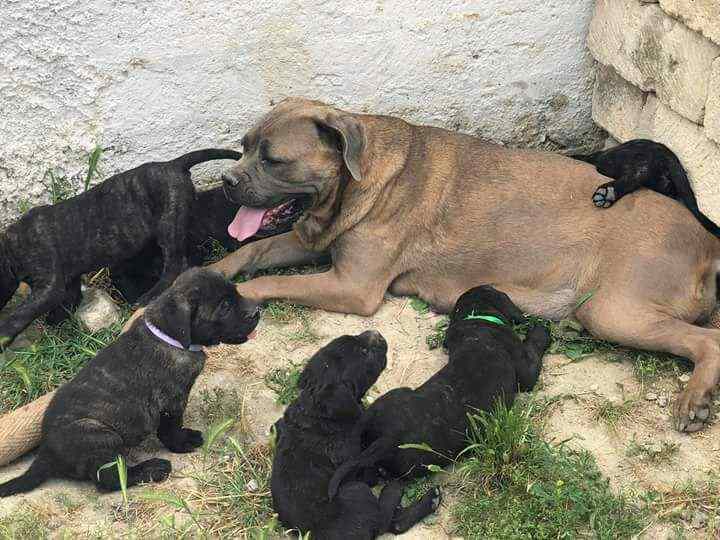 CUCCIOLI DI CANE CORSO IN VENDITA