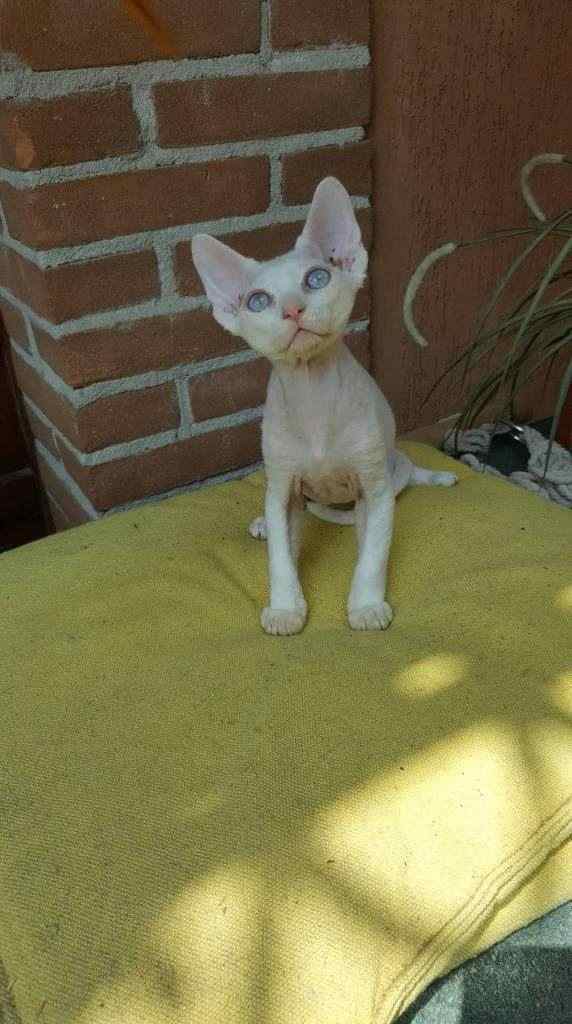 Devon Rex gattini maschi