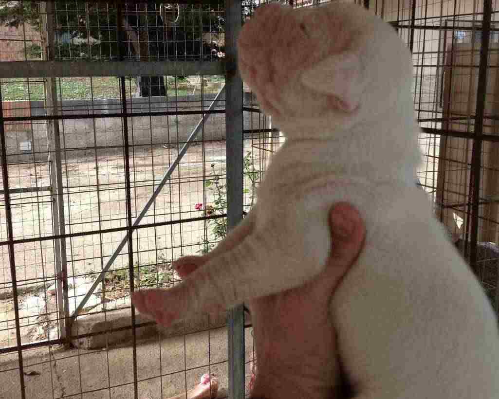 CUCCIOLI DI DOGO ARGENTINO