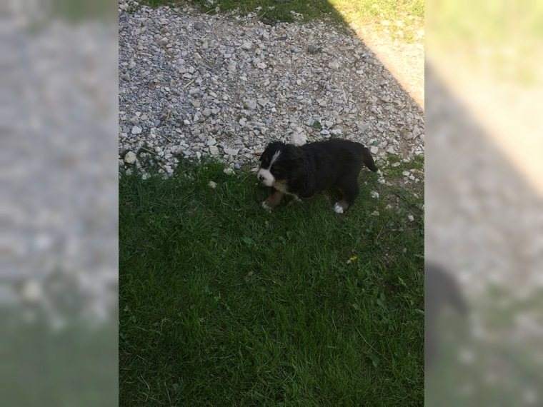 Cucciolo Bovaro del Bernese