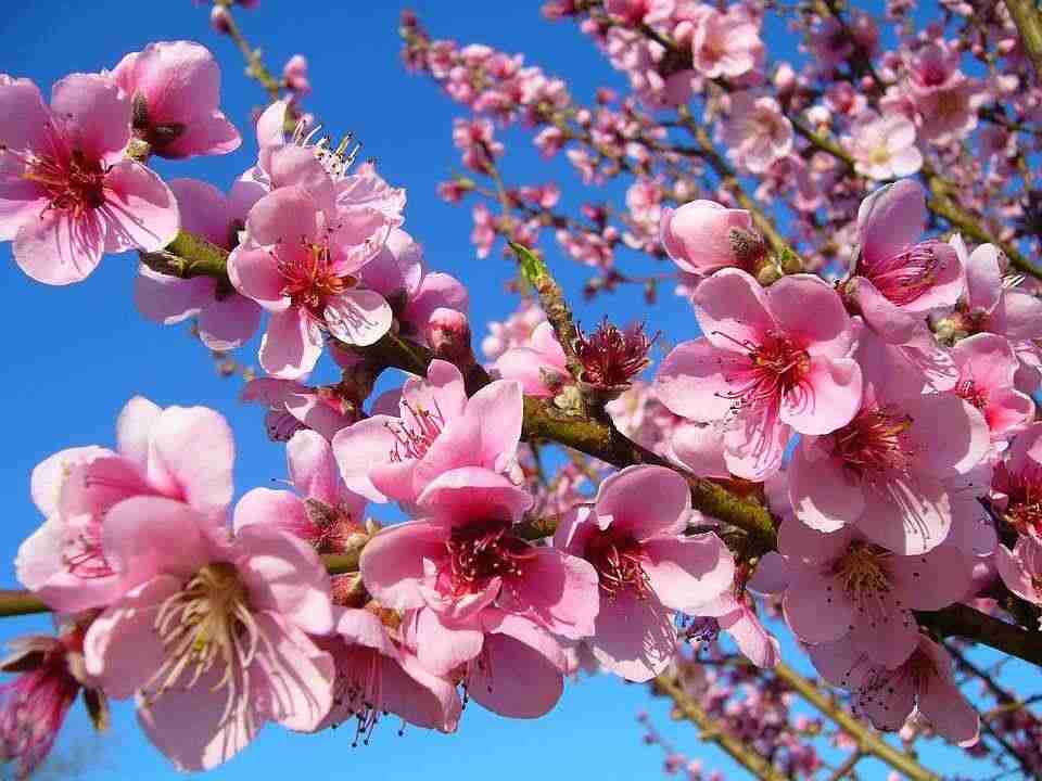 IN OCCASIONE DELLA PRIMAVERA CONSULTO GRATUITO