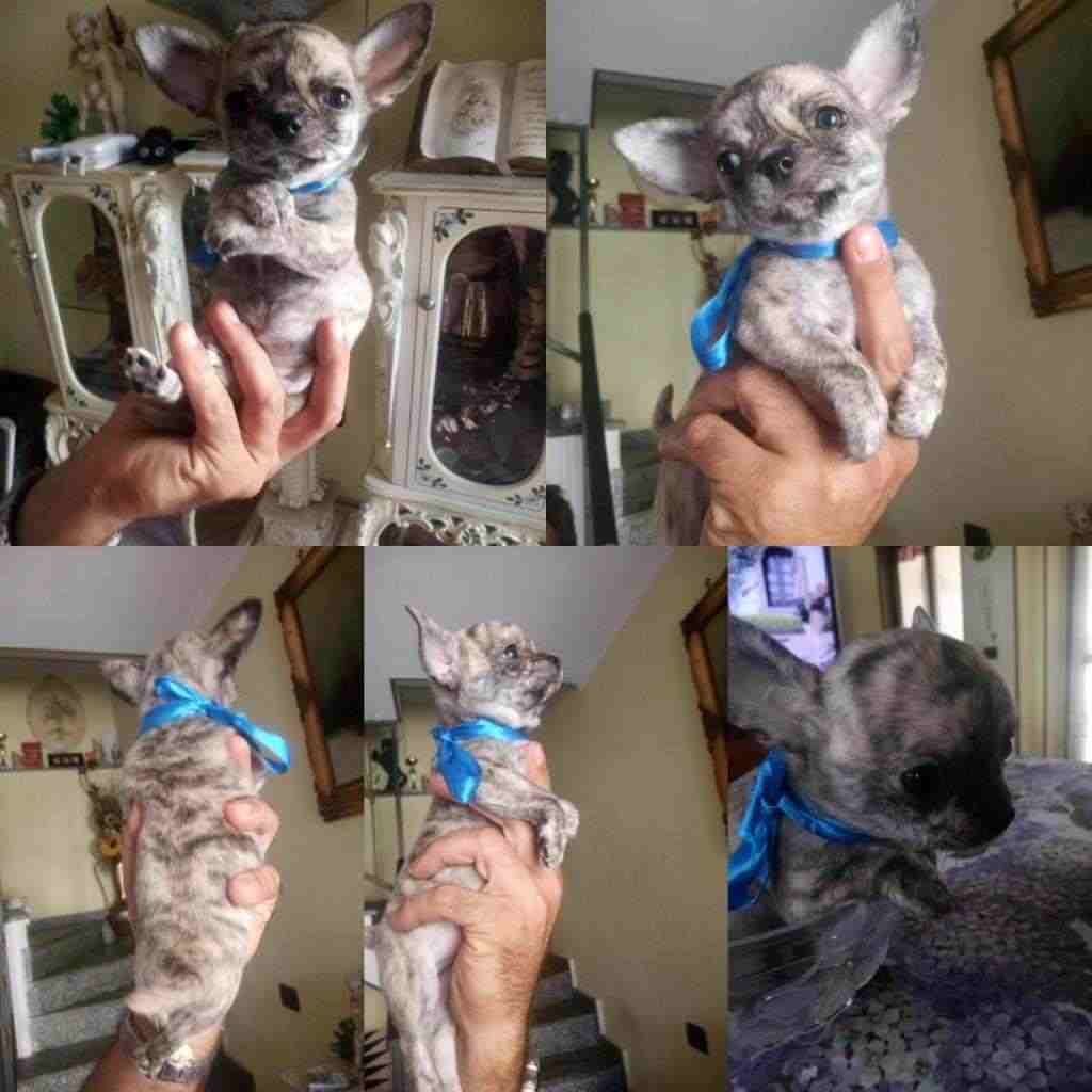 Chihuahua con pedegree Enci 