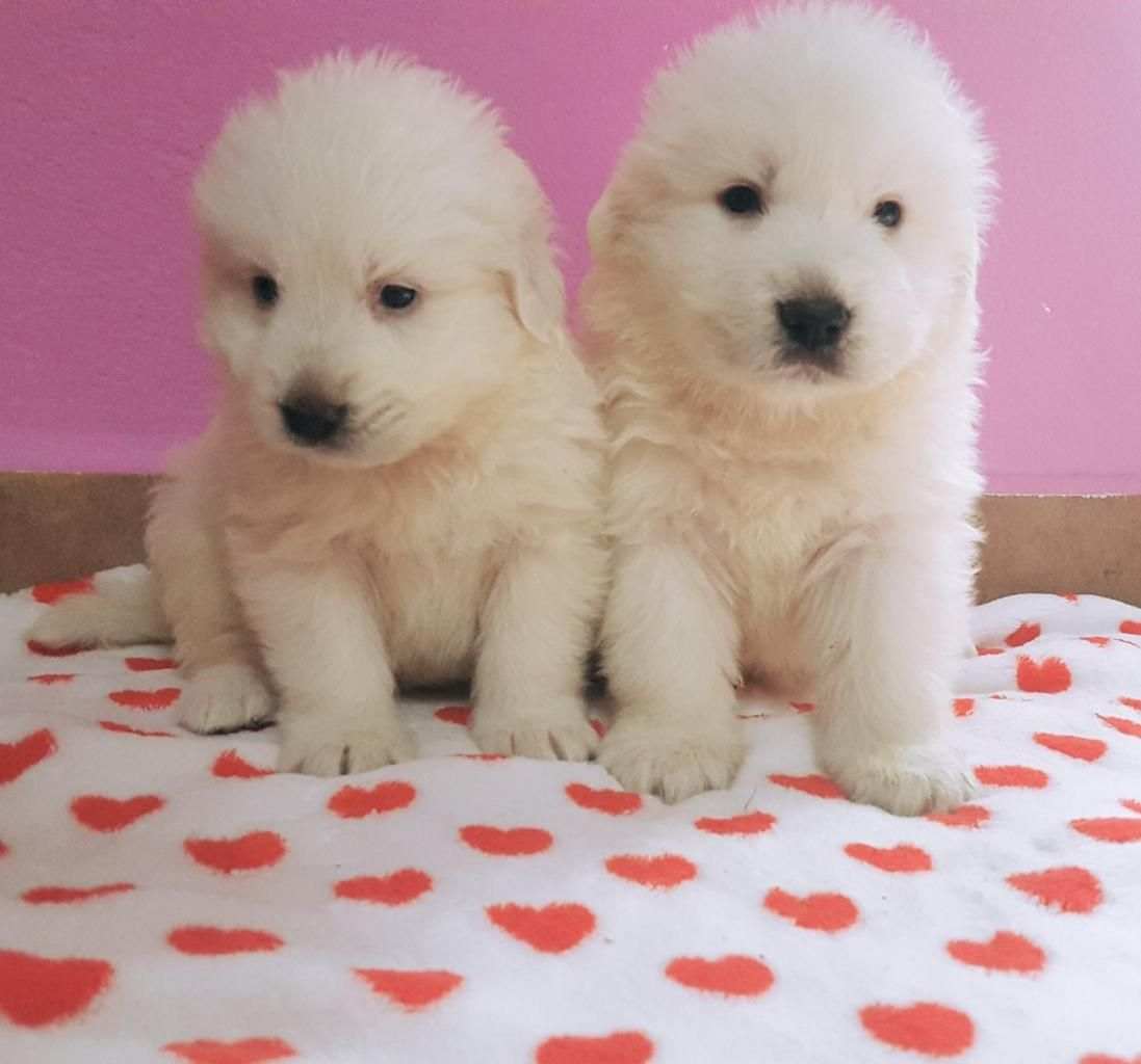 Cuccioli cani di montagna dei pirenei