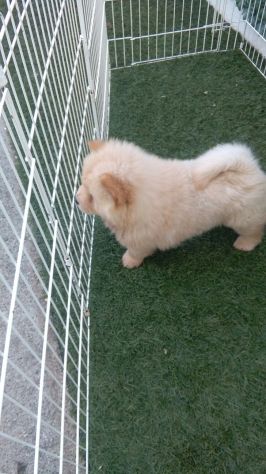 Cucciolo di Chow Chow pet degree