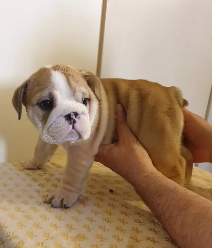 cuccioli di Bulldog Inglese