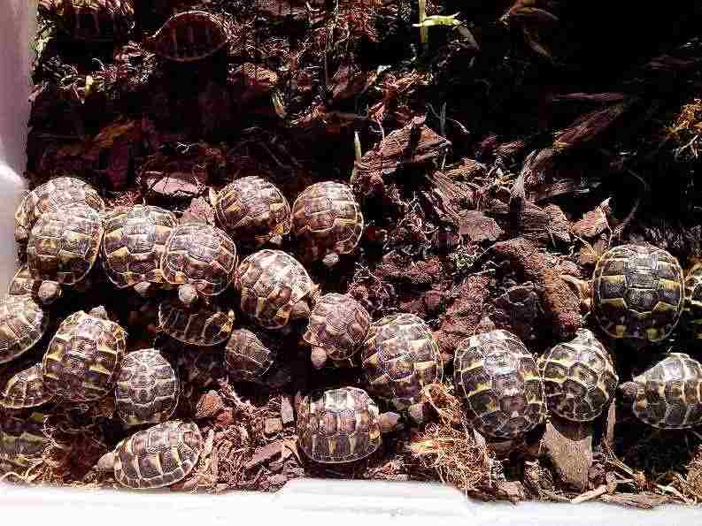 tartarughe terrestri a partire da 65€