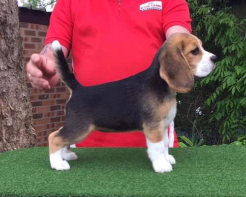 BELLISSIMI CUCCIOLI DI BEAGLE