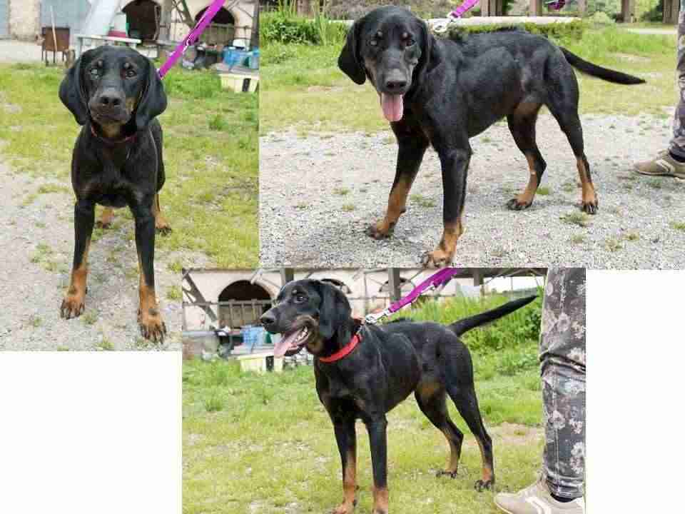 LOLA 20mesi dolcissima mix Rhodesian URGENTE