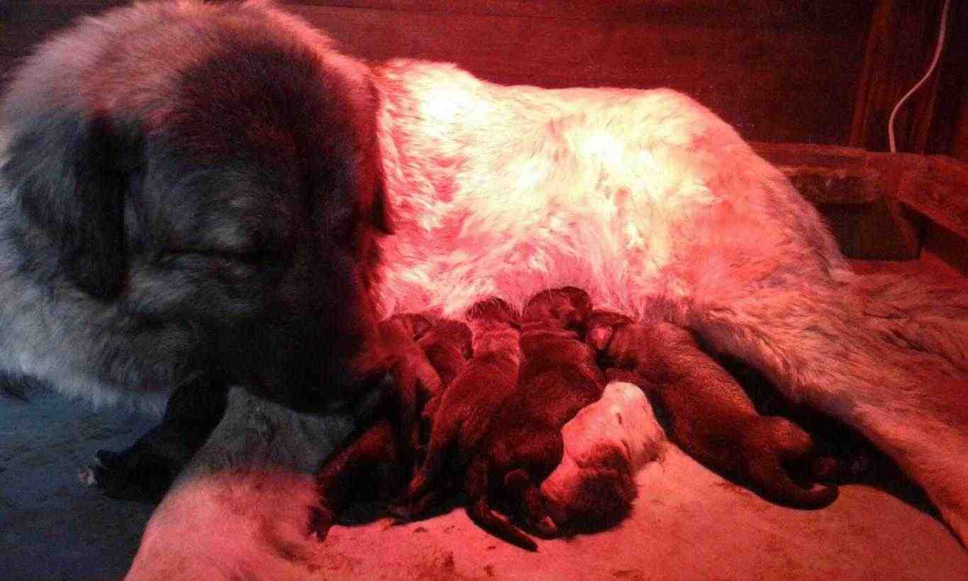 Cuccioli di Pastori del Caucaso – altissima genealogia – figli di Campioni