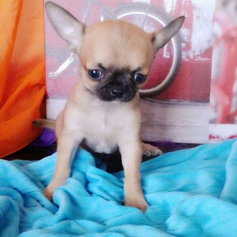 Chihuahua mini toy da borsetta