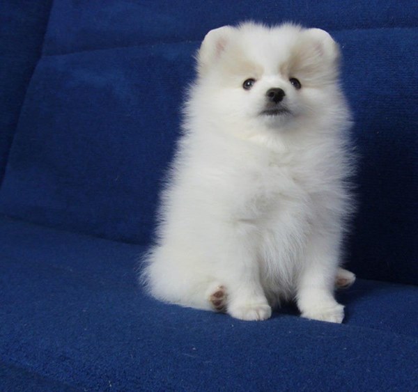 Eccezionali cuccioli di pomeranian