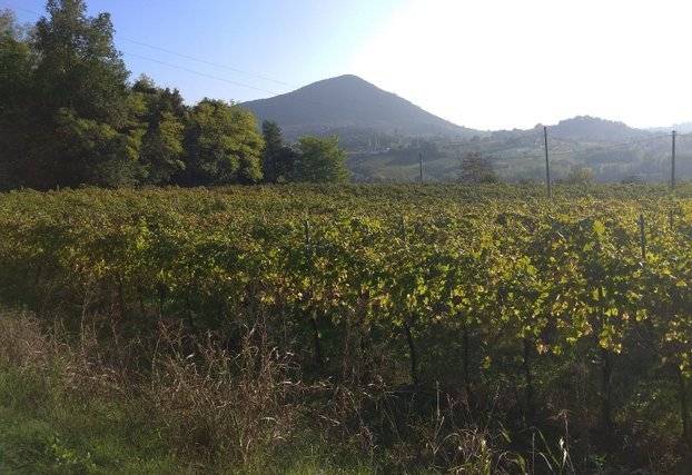 VIGNETO zona panoramica PARCO Colli Euganei 