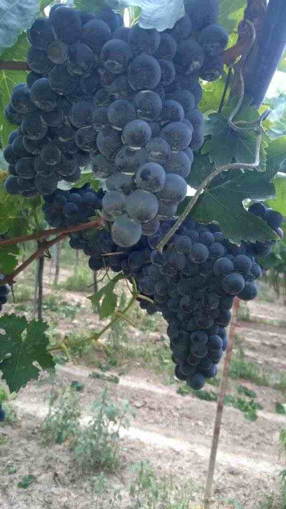 Uva da vino a bacca rossa e bianca (Montepulciano d'abruzzo, Lambrusco, San Giovese, Trebbiano)