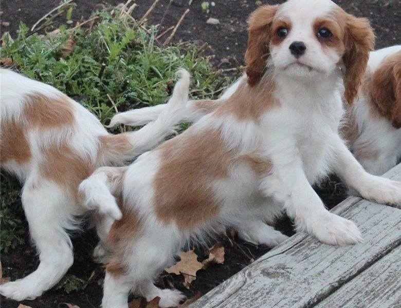 CUCCIOLI CAVALIER KING DISPONIBILI