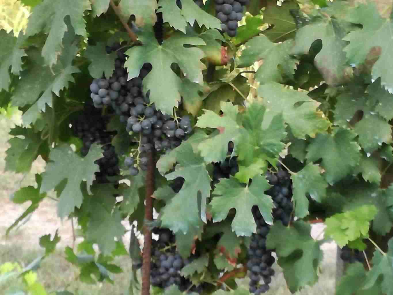 Uva da vino nera e bianca diverse varietà