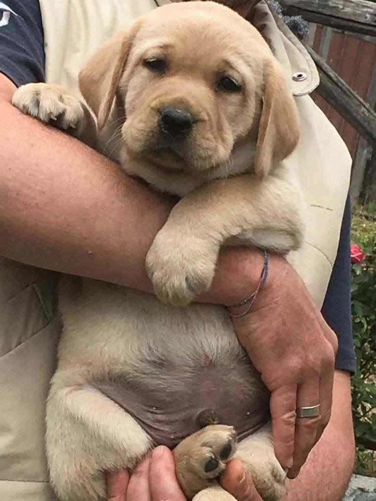 Labrador cuccioli Biondi e neri