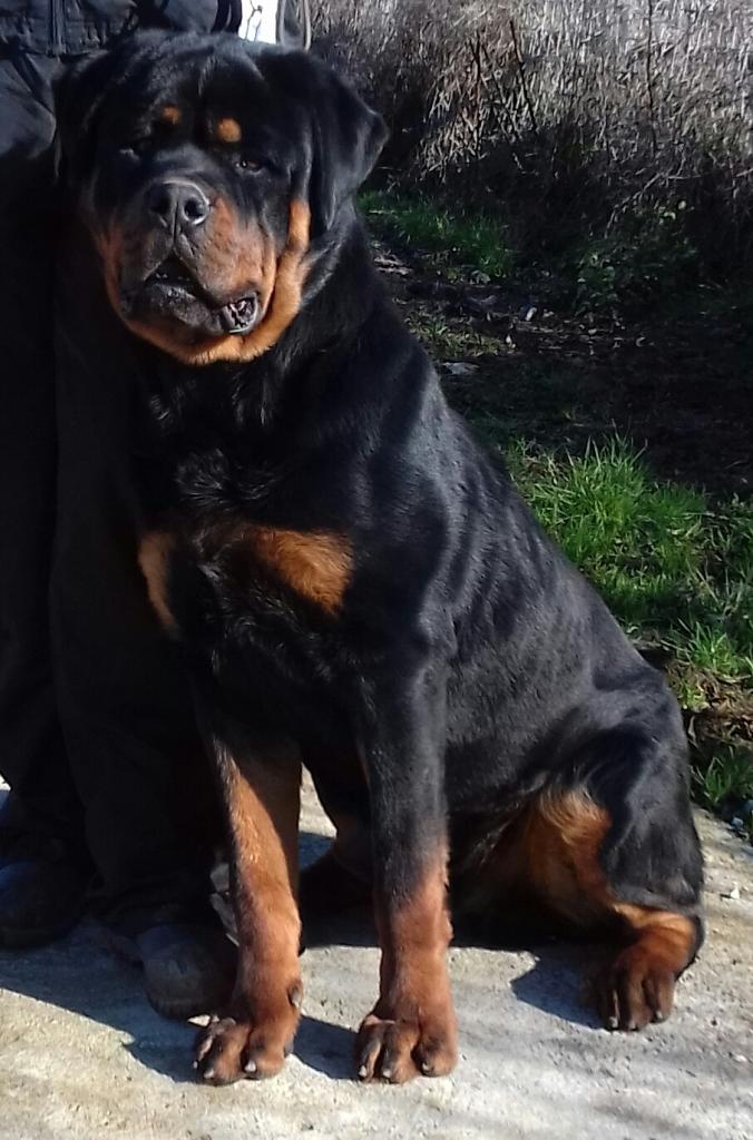 Rottweiler per accoppiamento 